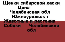 Щенки сибирской хаски › Цена ­ 10 000 - Челябинская обл., Южноуральск г. Животные и растения » Собаки   . Челябинская обл.